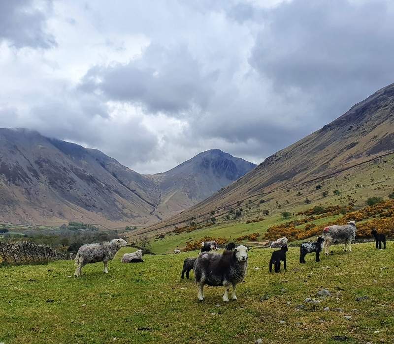 Scafell Pike mountain landscape with grazing sheep in the Lake District, England